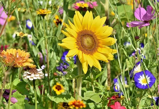 Guide d'achat : Les meilleurs légumes du jardin