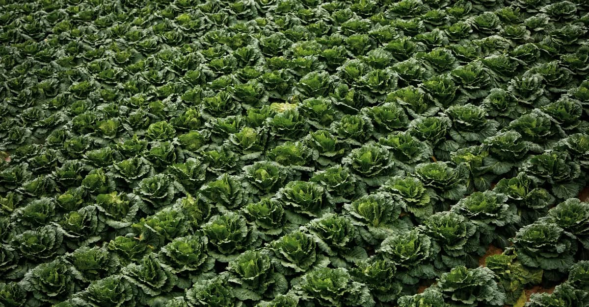 Guide d'achat : Légumes à cultiver sous serre