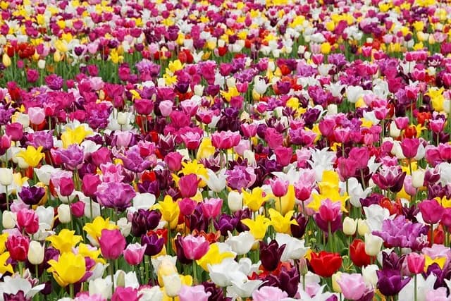 Les meilleurs légumes pour jardiniers urbains