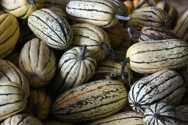 Guide d'achat : Légumes à cultiver sur un balcon